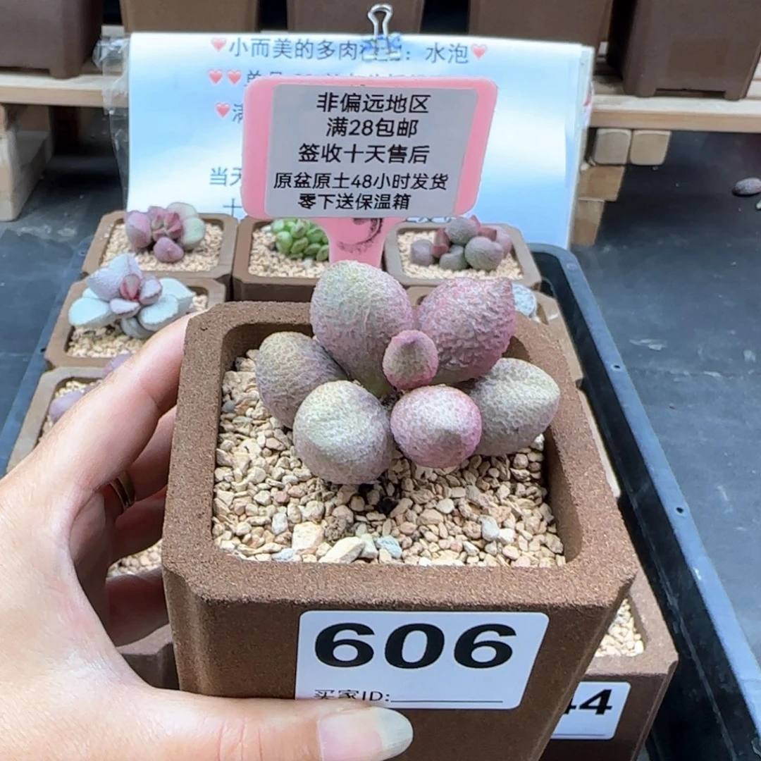 606服部多肉植物