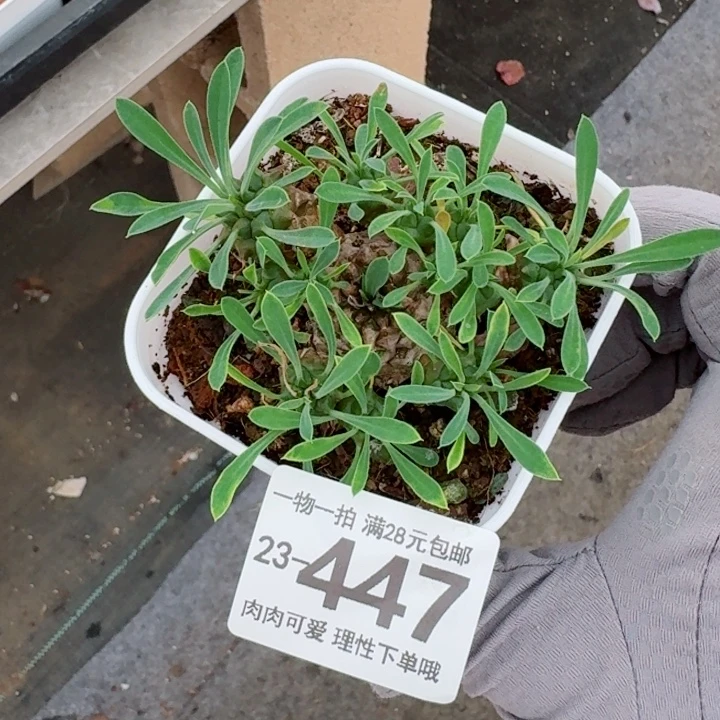 铁甲王多肉无盆土发货无