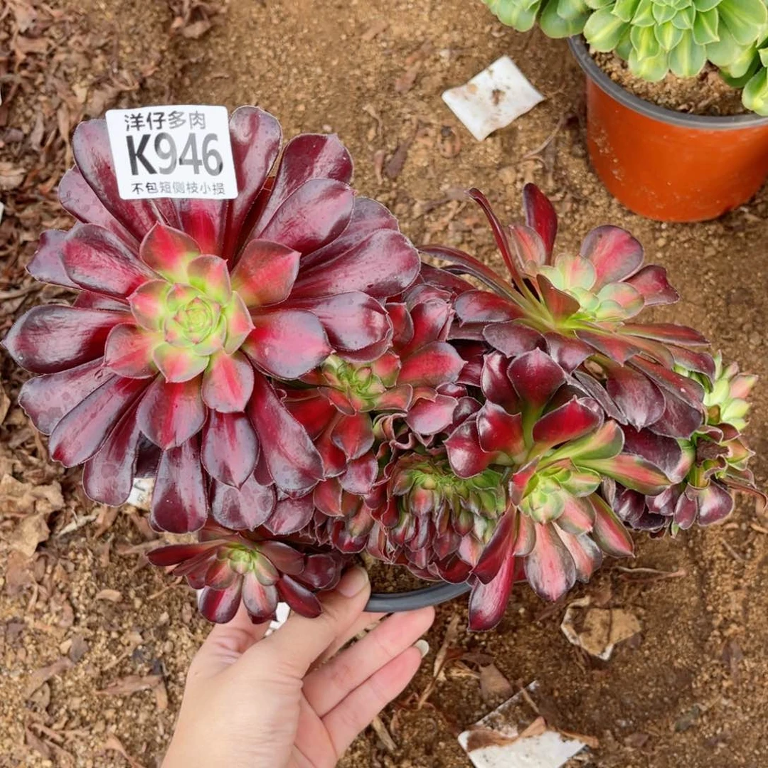 946华纳缀 冠幅20左右