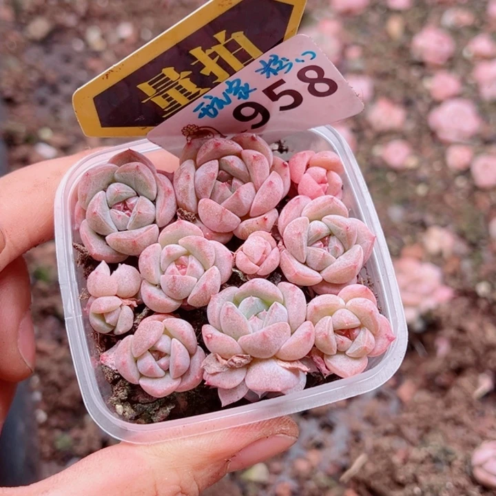 多肉植物多肉植物