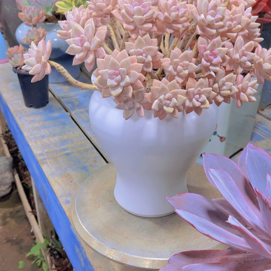 昭***阳多肉植物保护研究所所长一起