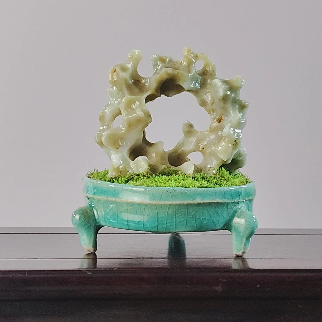 天***看无花朵盆景，玉玲珑，，，，，，