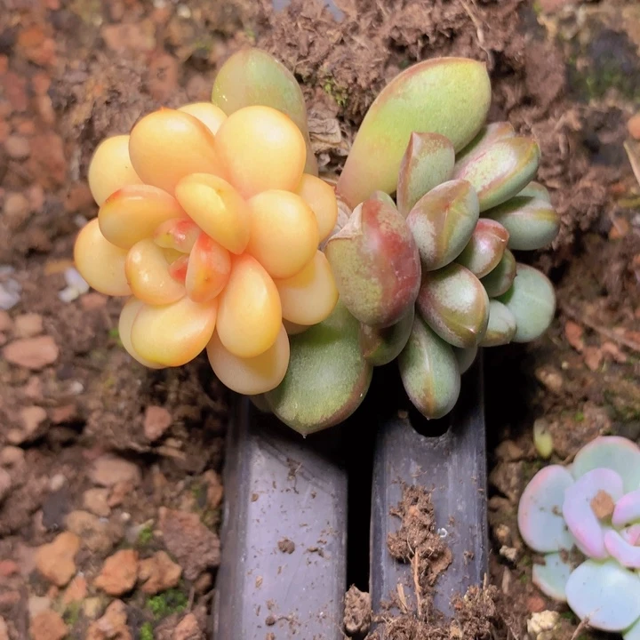 葡萄锦1，一物一拍