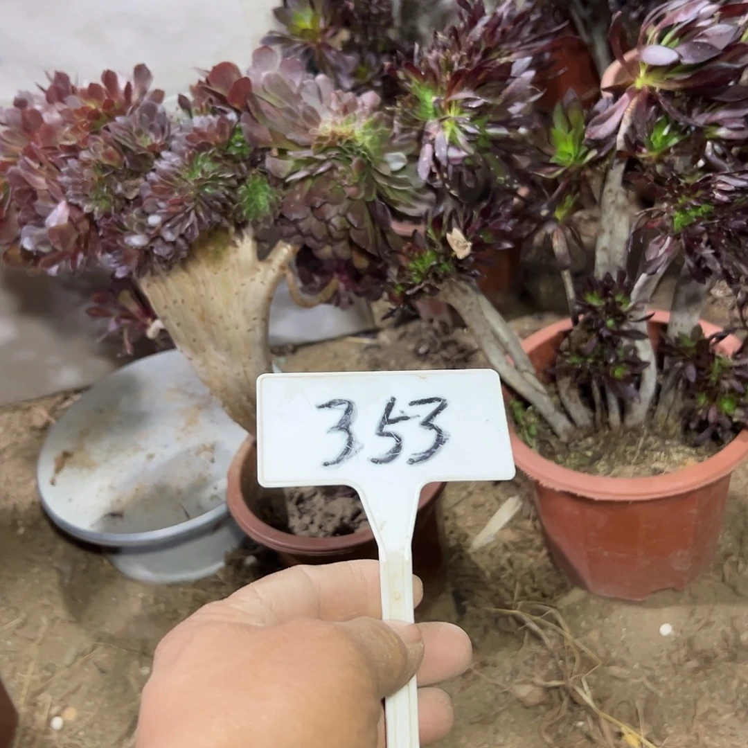 自***瑞多肉植物组合2个系列353