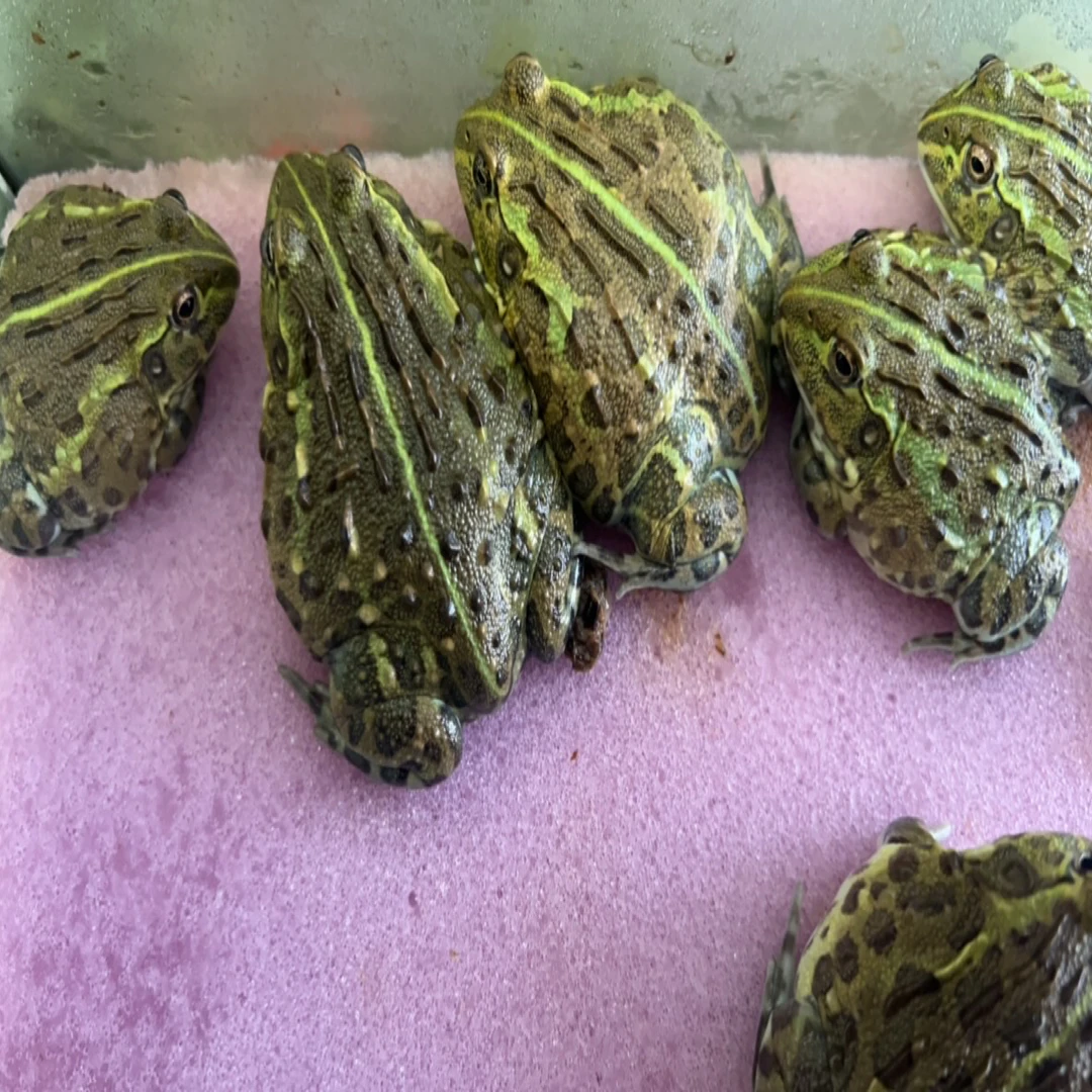 精品竖纹非牛非洲牛箱头蛙