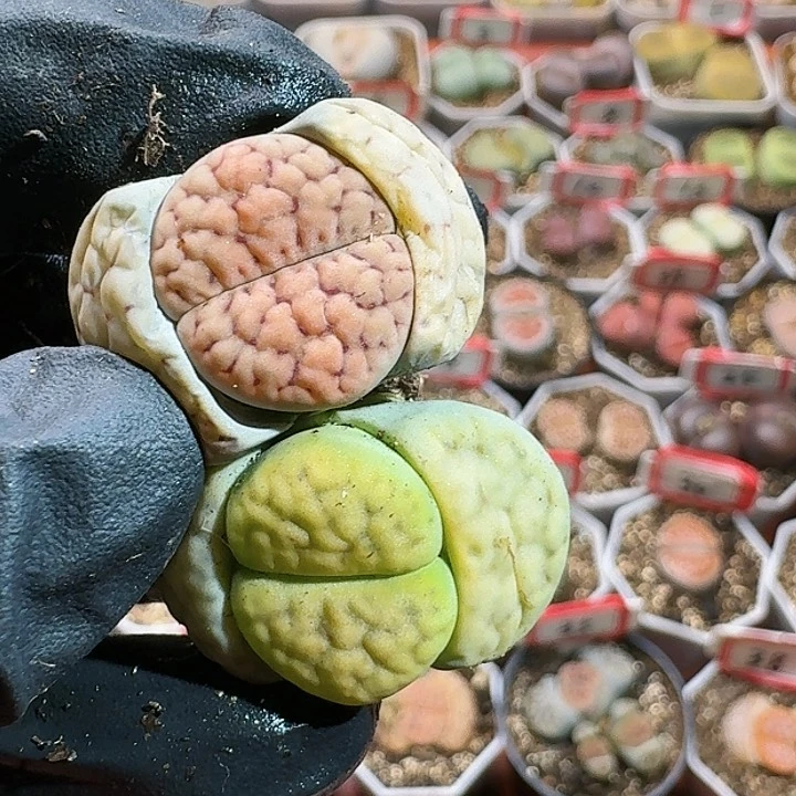 生石花14554。 69