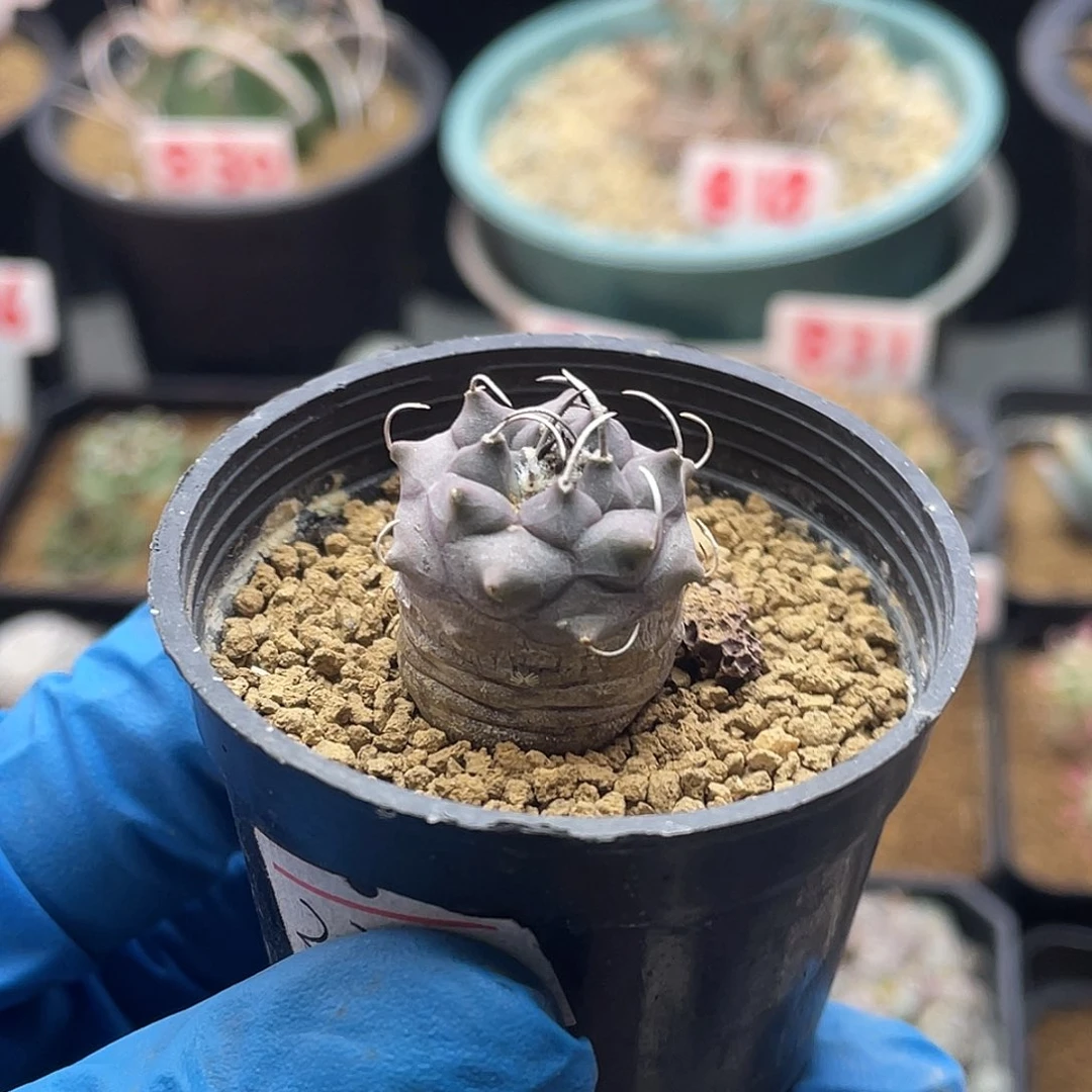 实生紫皮大尤安德森仙人球