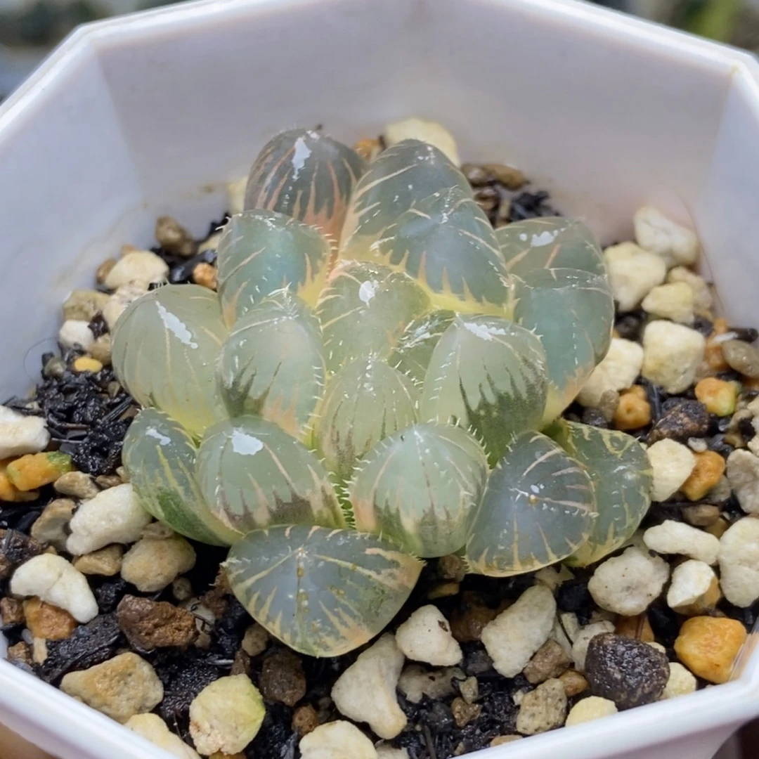 糊斑北极星锦一物一拍