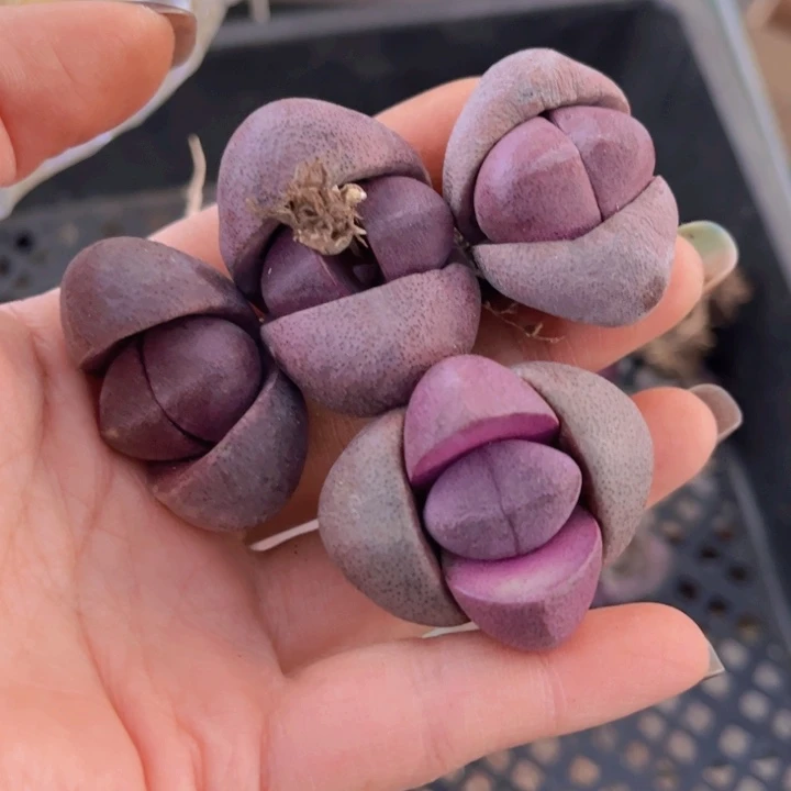 四颗紫蒂玉88888888888