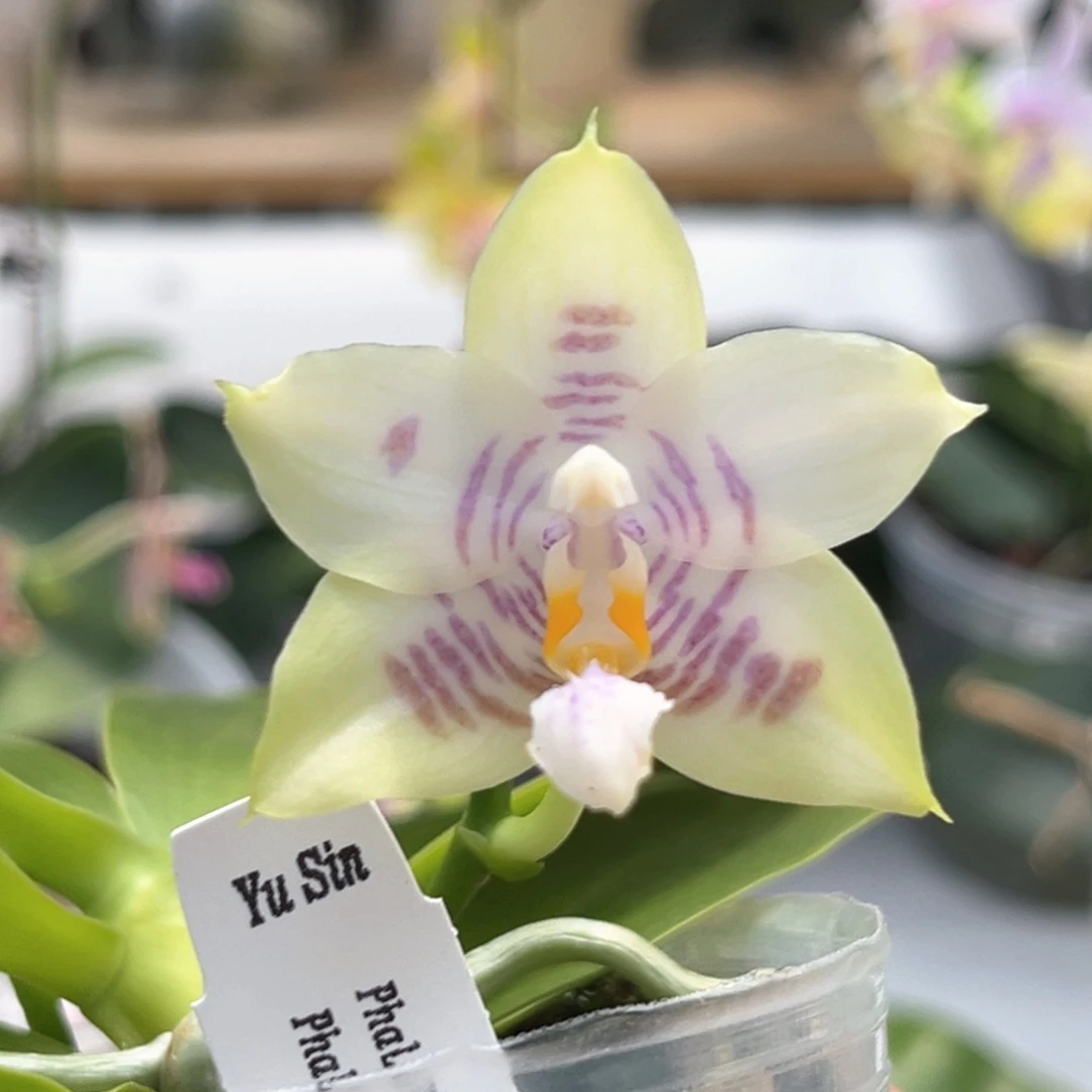 完全开放2.5寸嘉禾翡翠交反射王开花株