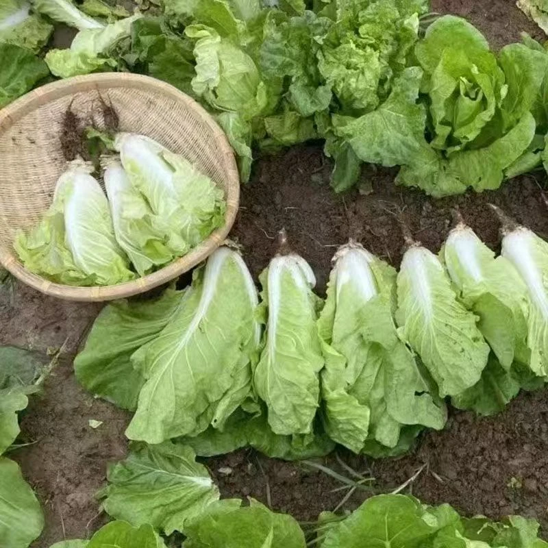 【花蜓】速生快菜四季奶油小白菜种子高产耐热耐寒可阳台种植