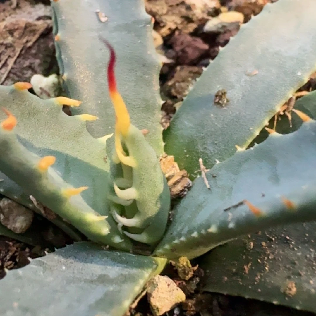 【闪购商品】41哈哈哈哈哈哈哈