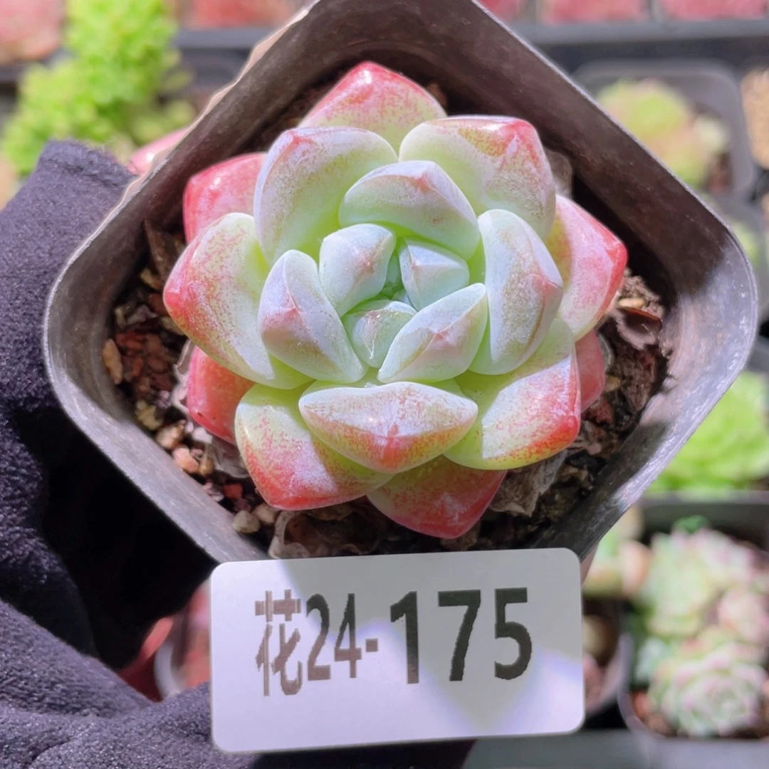 花利美24-175冰玉