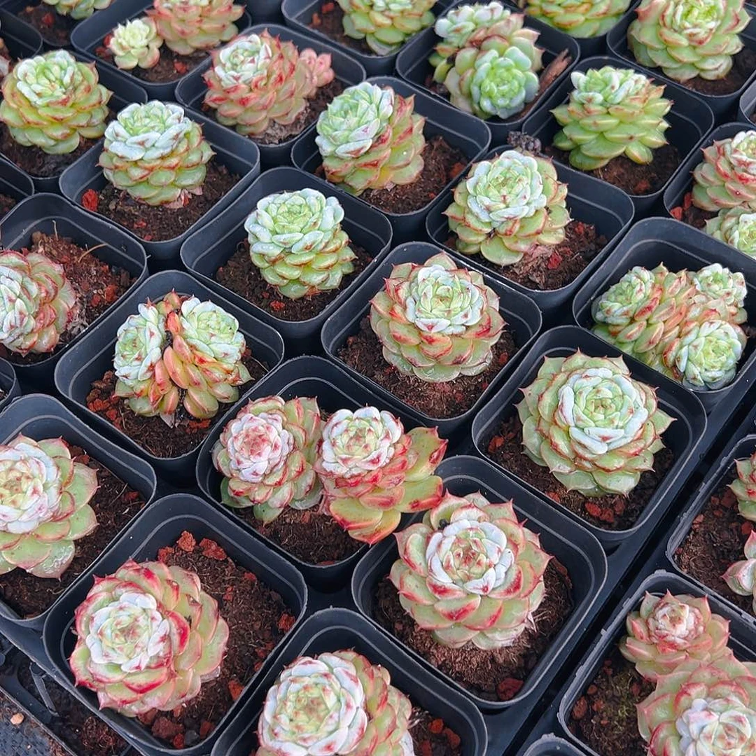 精品多少？天鹅绒10个。