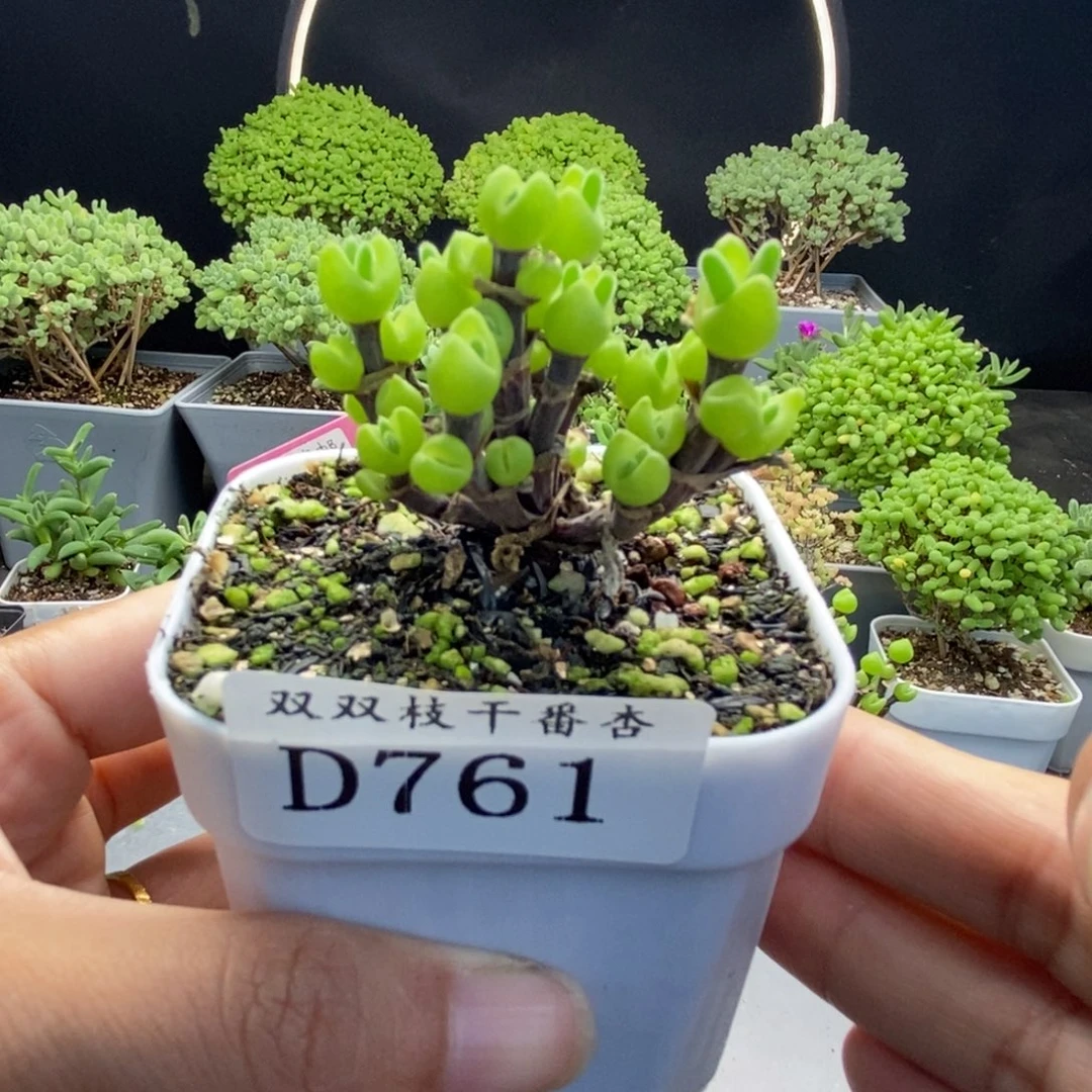 761枝杆兔子。