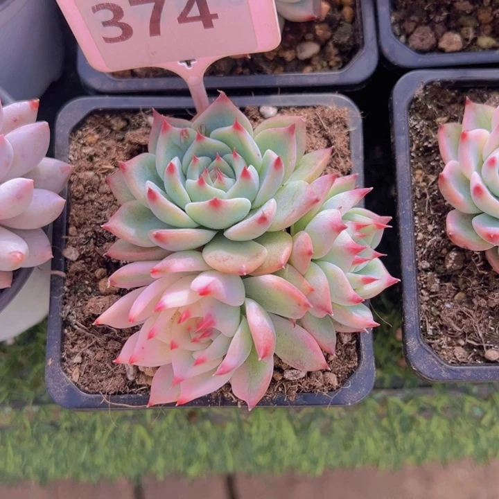 健健康康平平安安