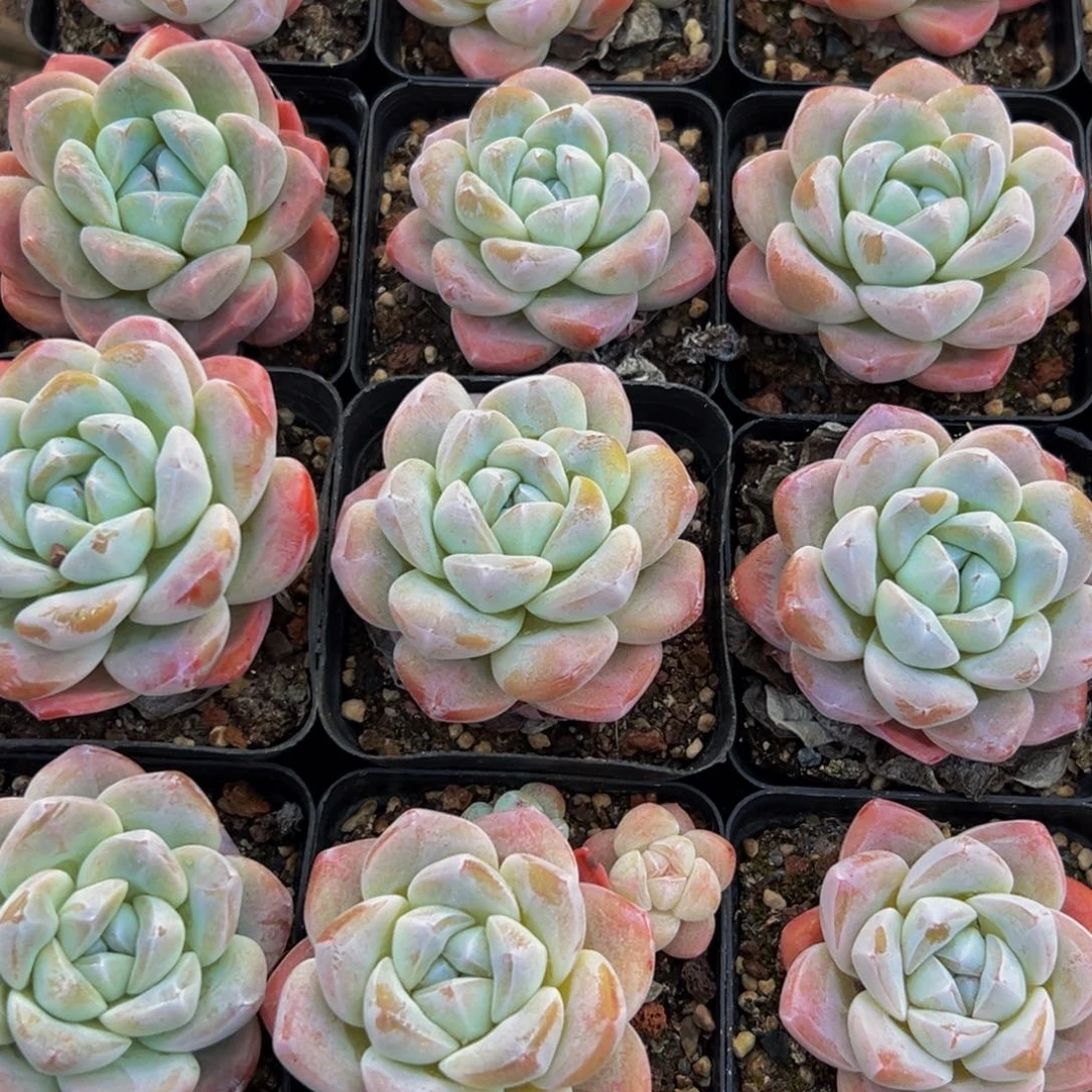 544大热的小伙伴都在看