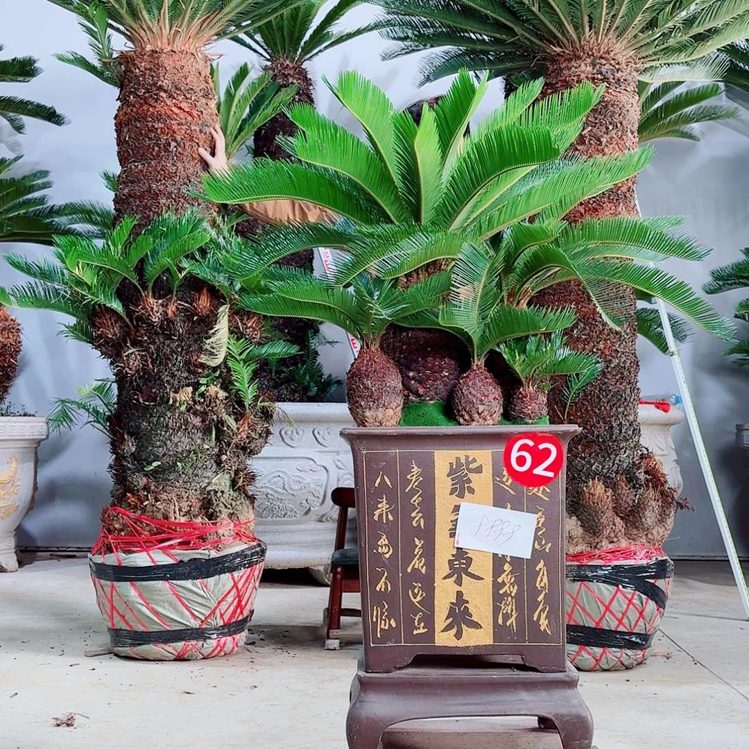 当前无花栽培后可以开花