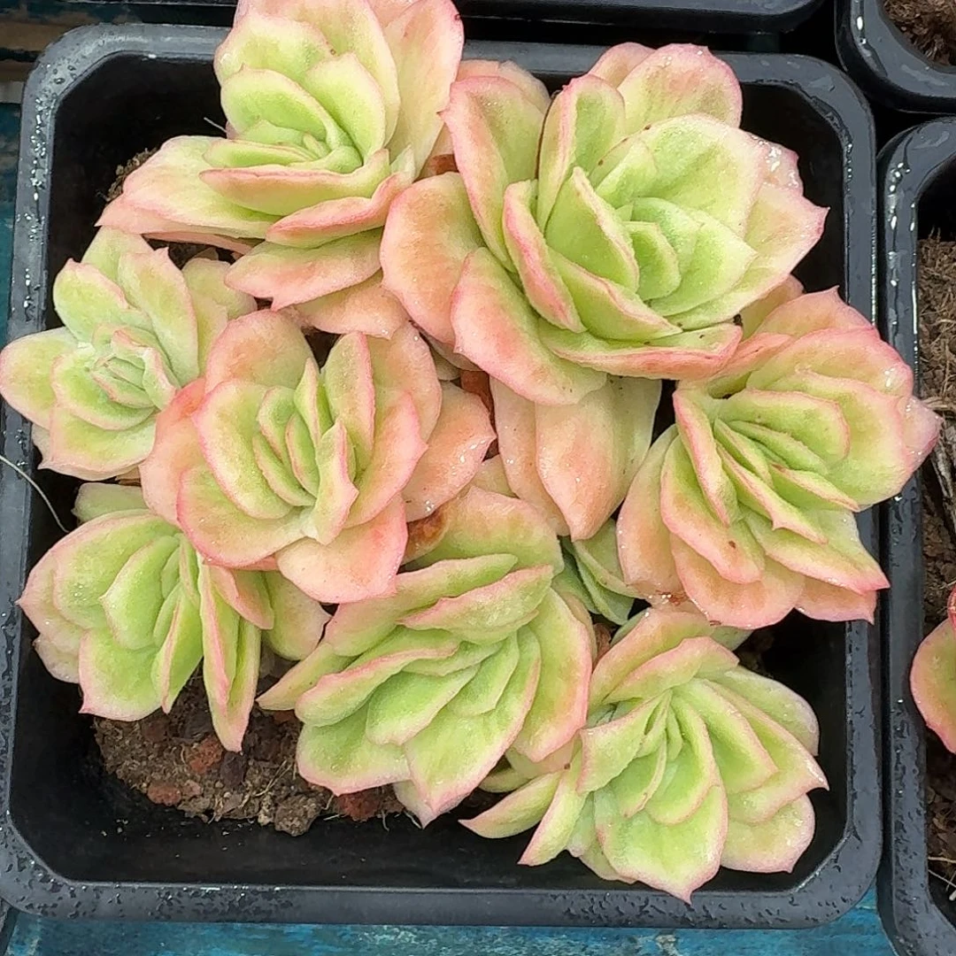 从前慢多肉编号冰玫瑰锦小群