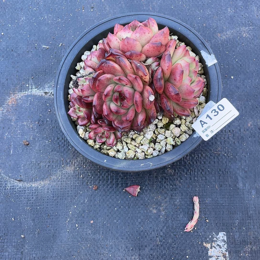 若如东云单拍A130