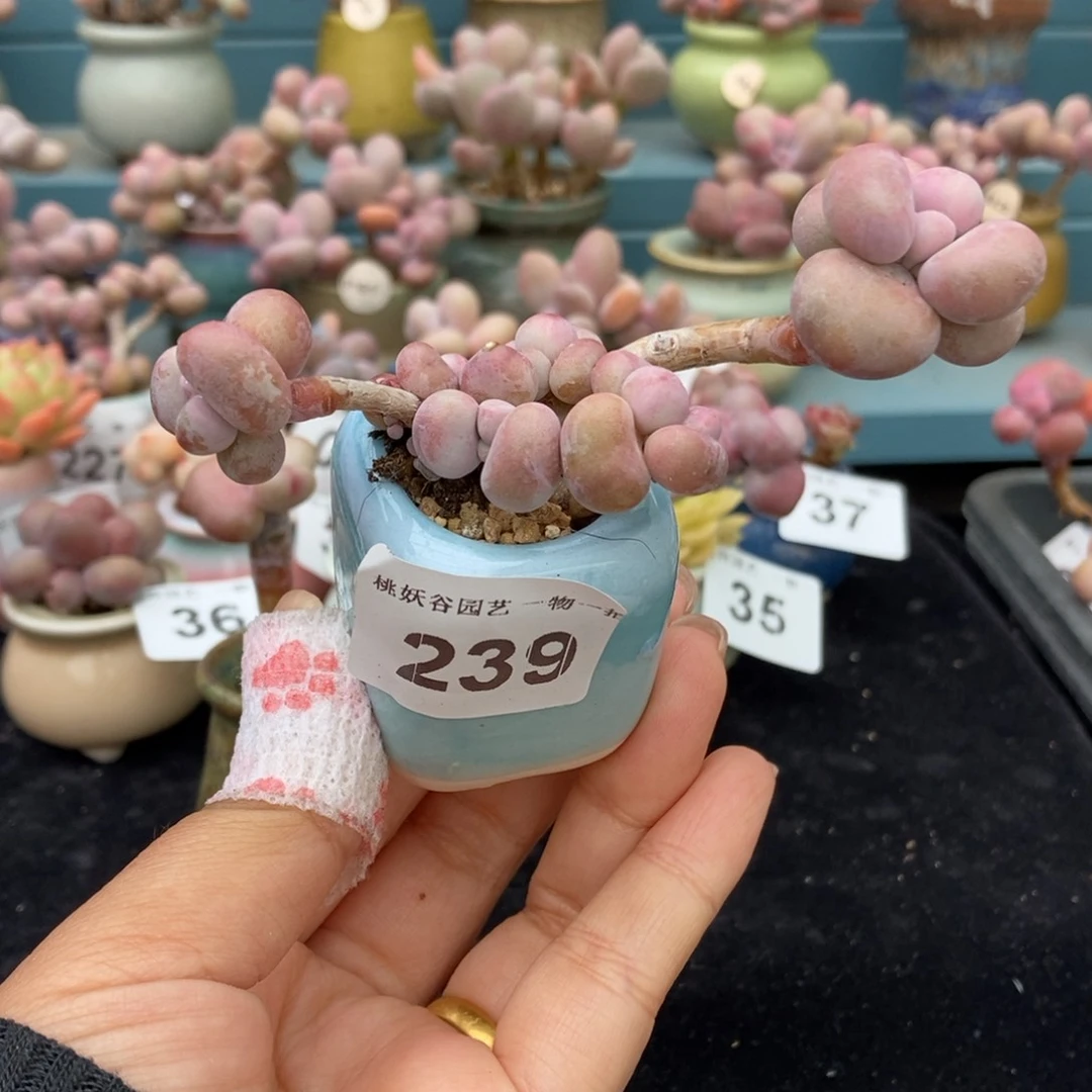 239糖果腰子蛋带盆土