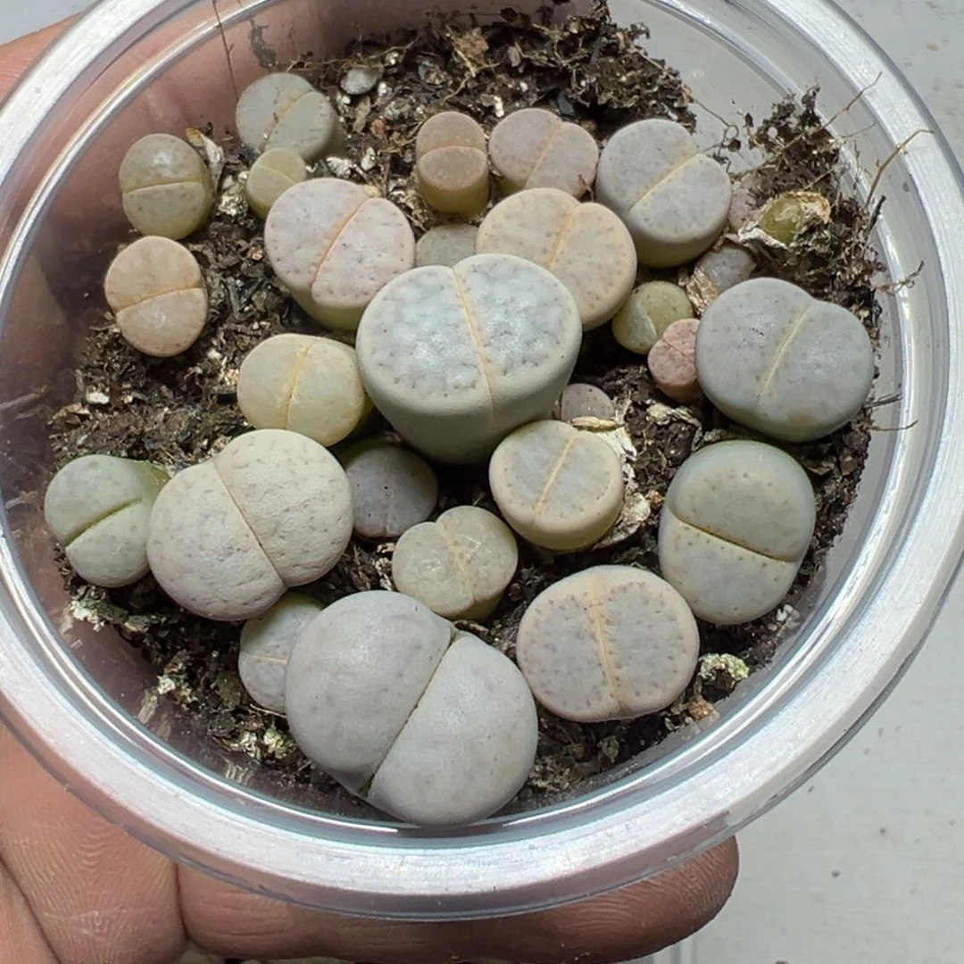 【闪购商品】 967。