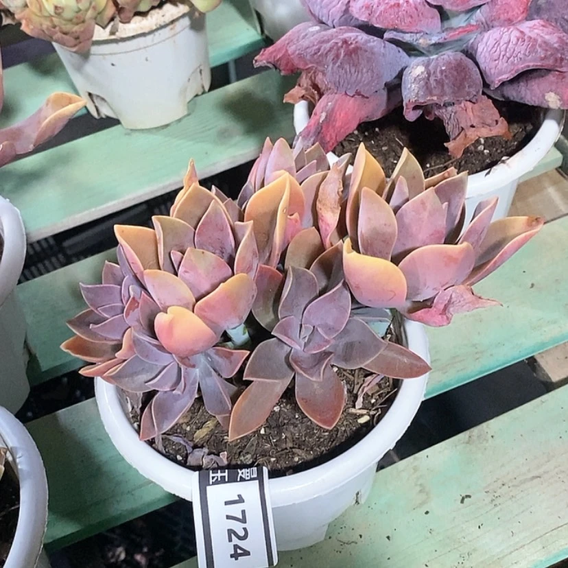 【闪购商品】太妃糖1724