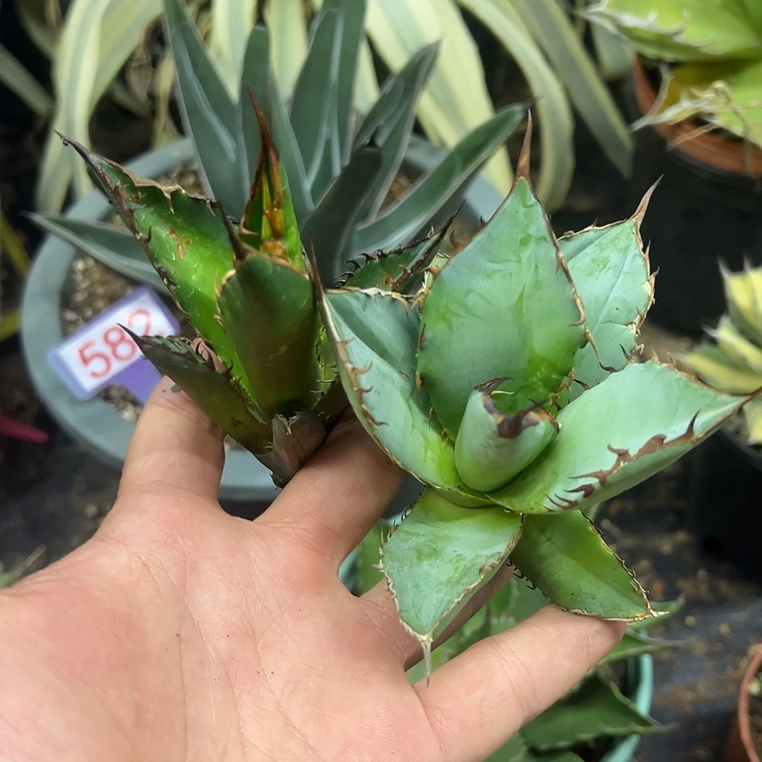 红猫+南霸王仁王冠套餐