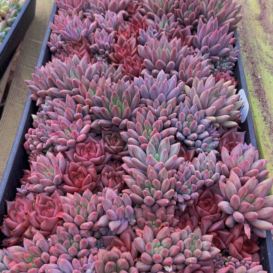 073多肉植物和植物在生长