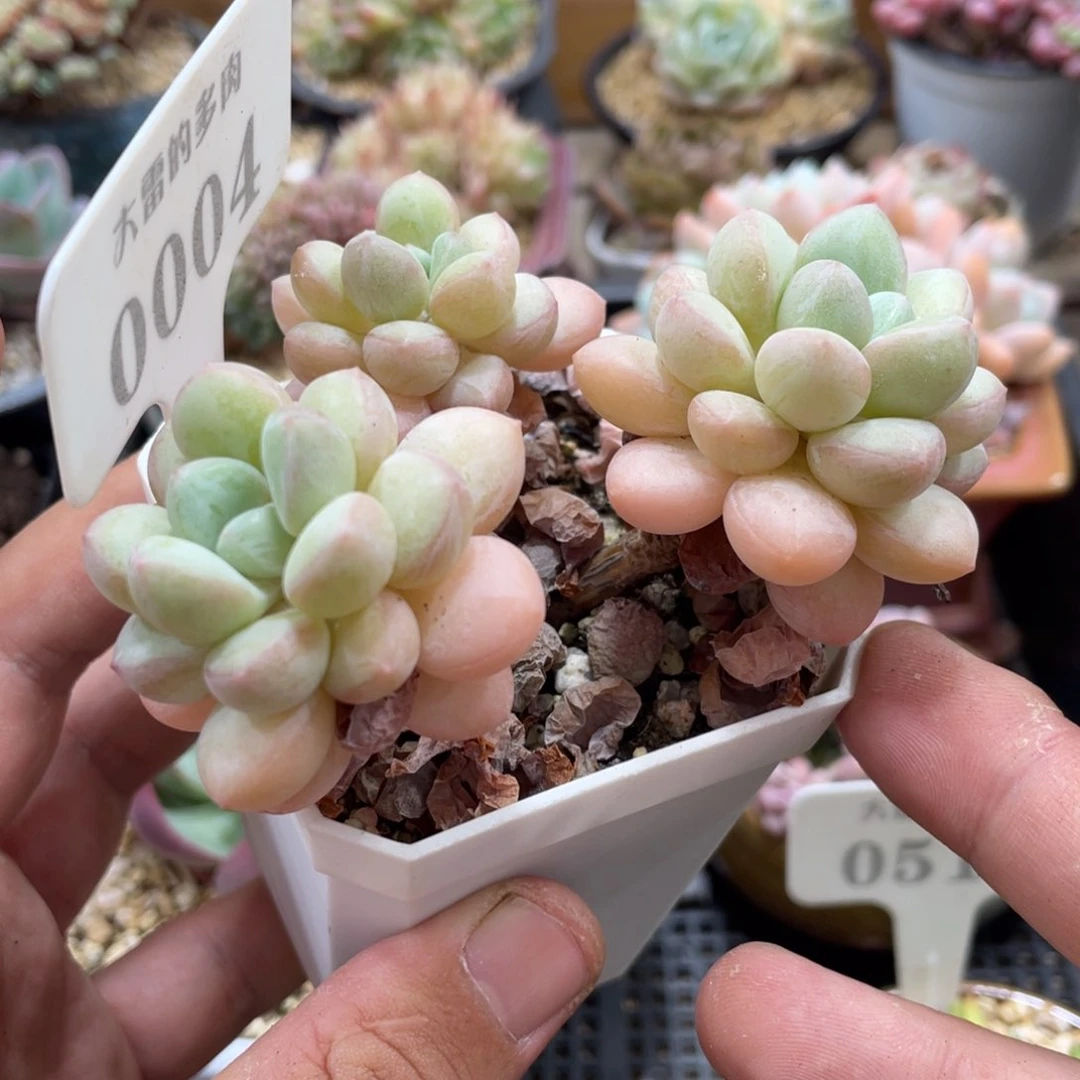 0004泡泡糖不带盆9厘米