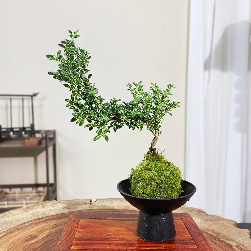 【宏展】悬崖金边六月雪苔藓球新中式窗台景观艺术绿植室内