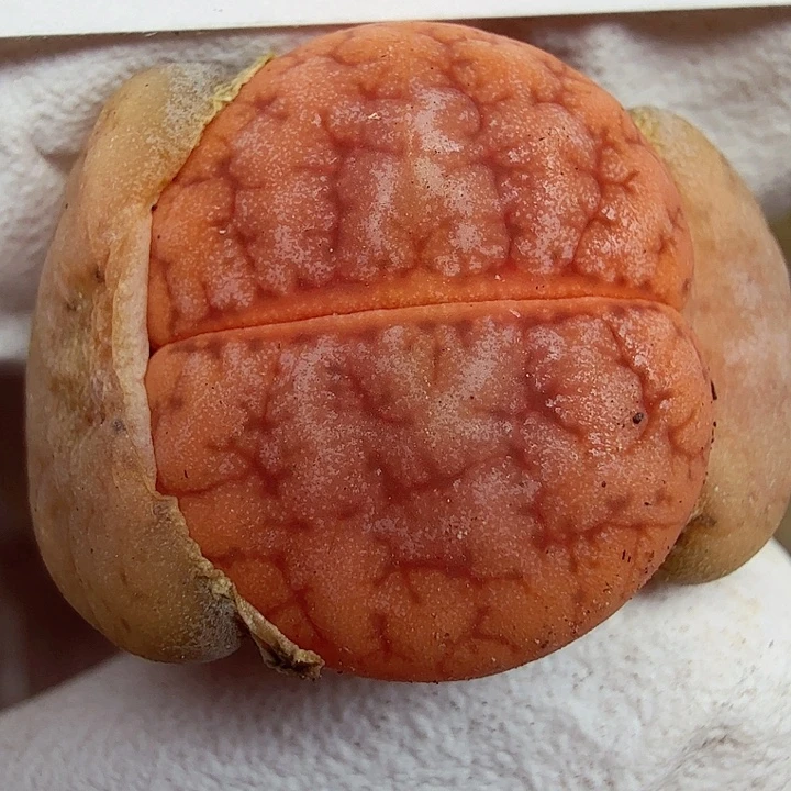 是一个充满生机盎然朝气勃勃且536不