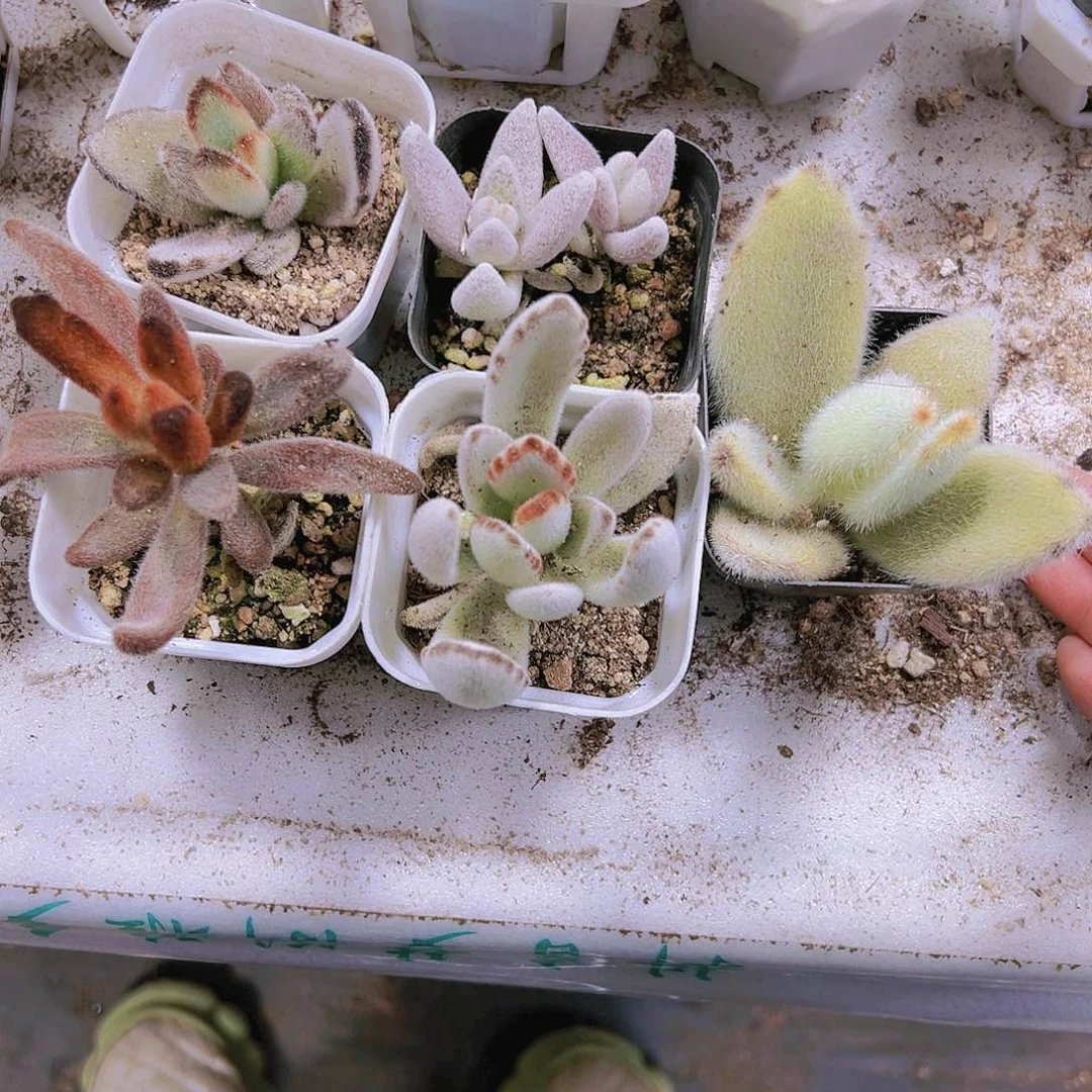 兔子组合5个19包邮