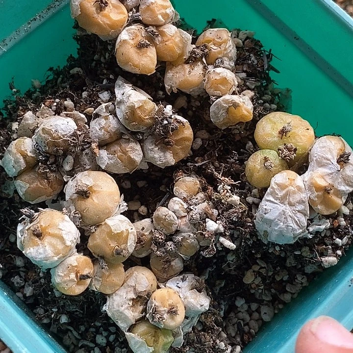 5570烧麦群生一颗