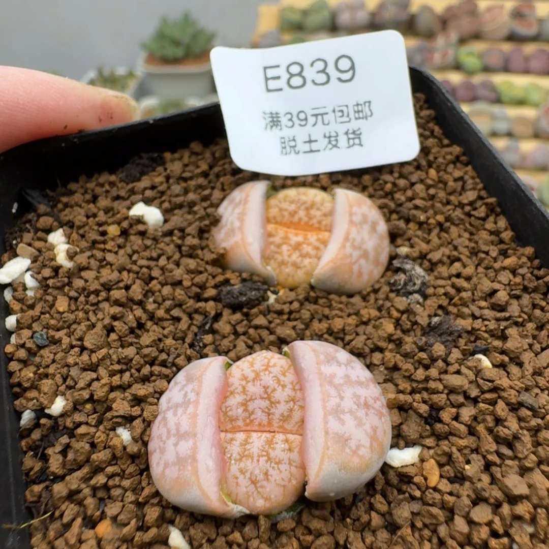 839多肉哈哈哈哈哈哈哈哈哈