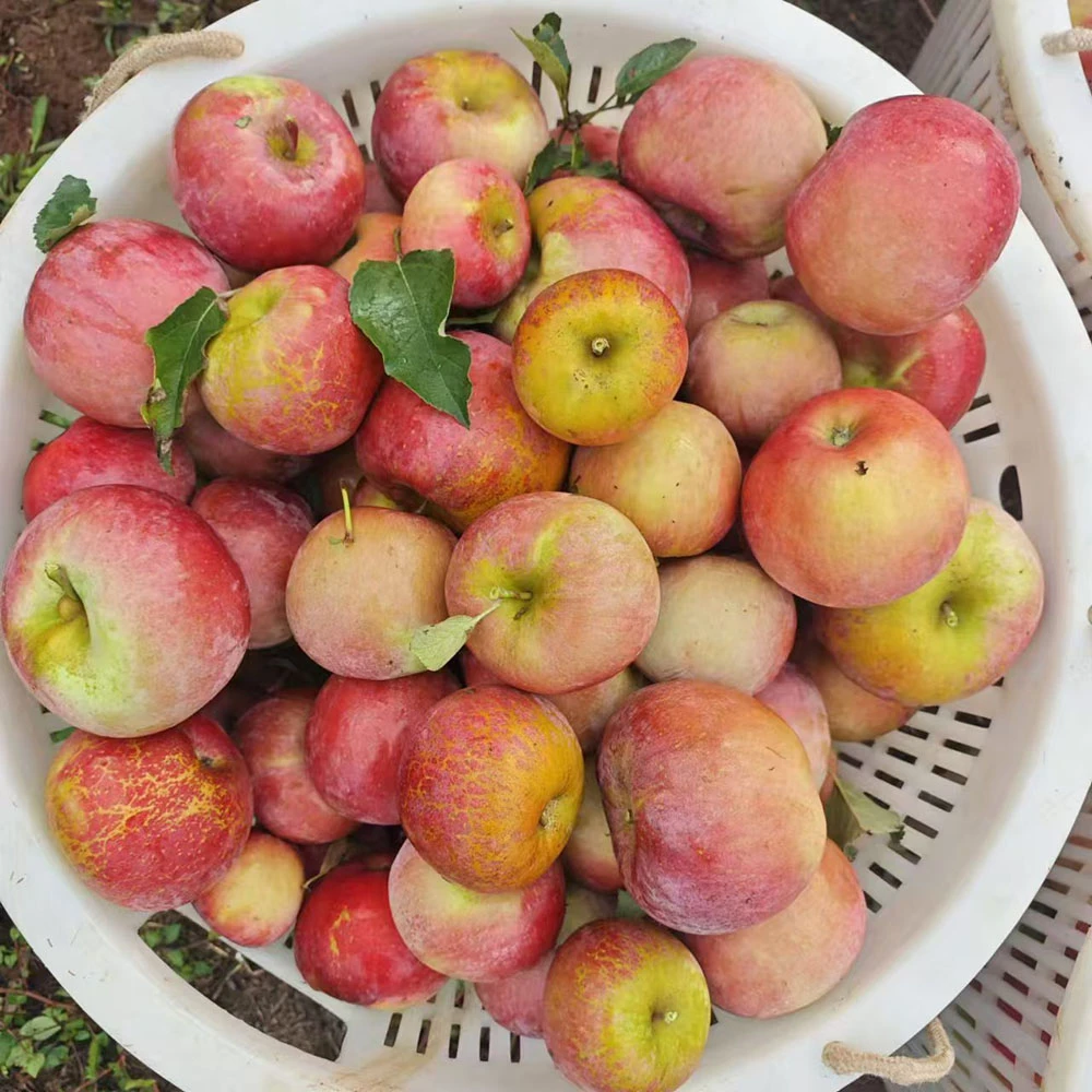 顺丰/京东包邮】大凉山新鲜嘎啦丑苹果当季新鲜水果现摘2025年新果