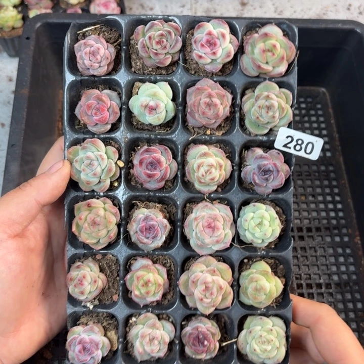 脑***斧精品直播一物一拍280