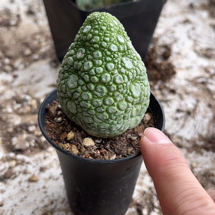 无花朵实生凝蹄玉一物一拍