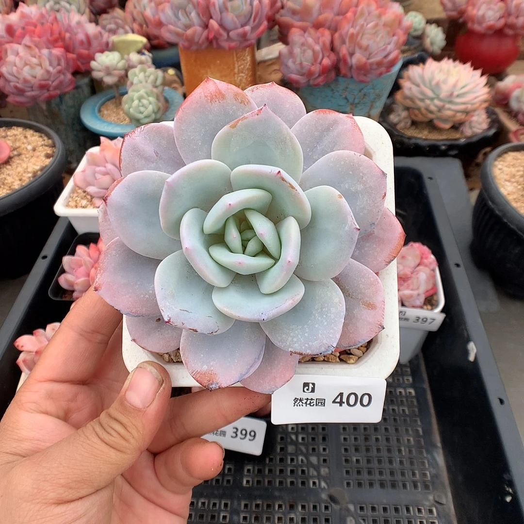 400奶茶多肉植物666
