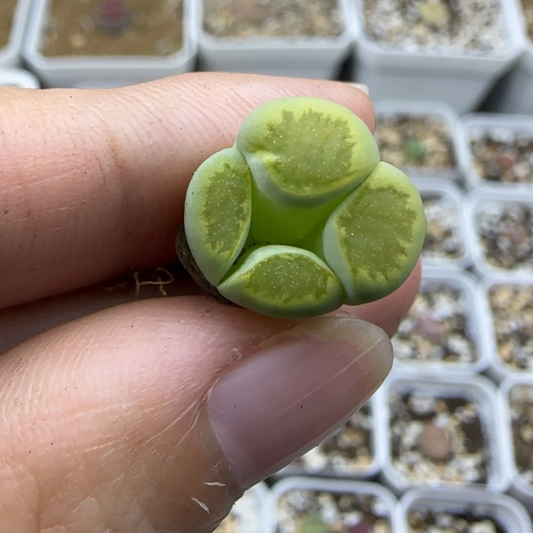253绿菊宝清框福利30包邮
