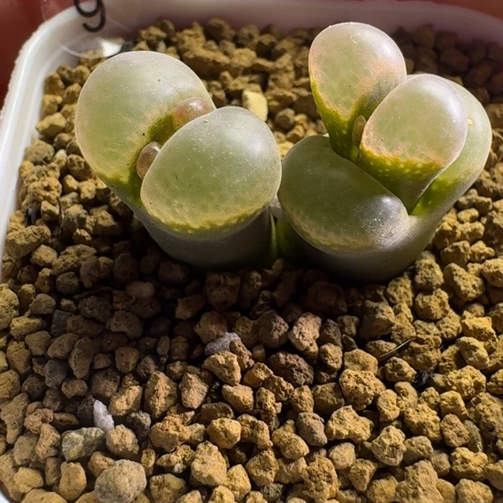 09.......多肉.........