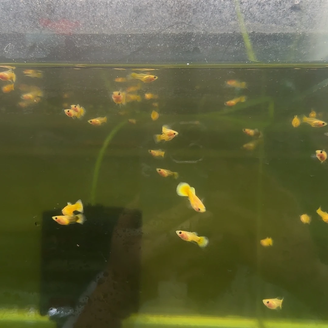 孔雀鱼黄金玻璃猫苗10条随机