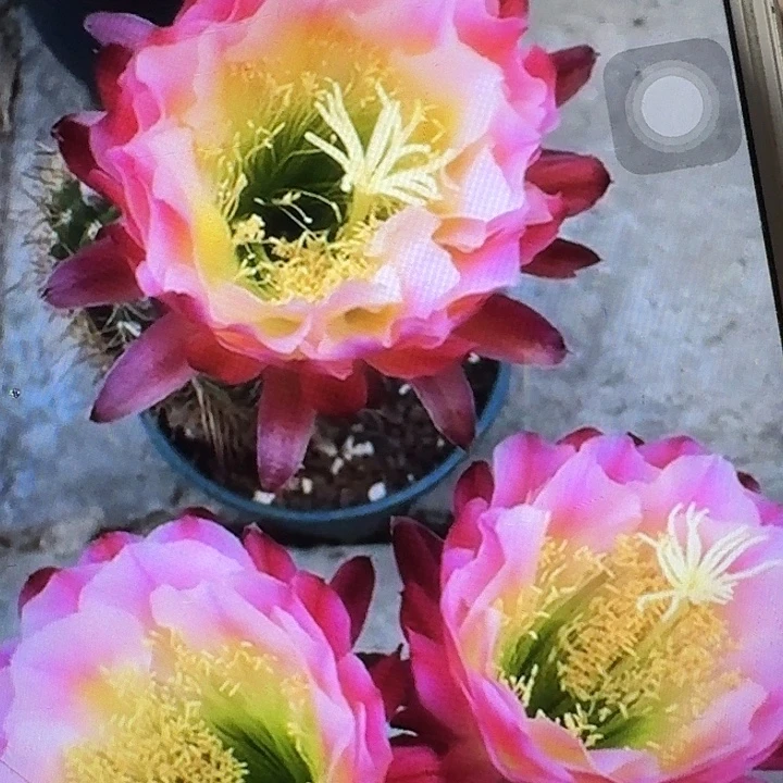 茉莉侧芽5公分左右毛花柱