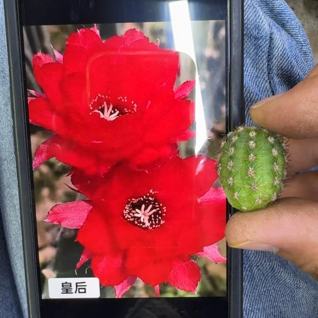 33白檀皇后无根侧牙小3个，20包邮