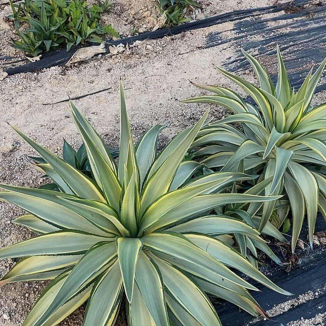 翡翠盘锦冠幅80公分左右一颗