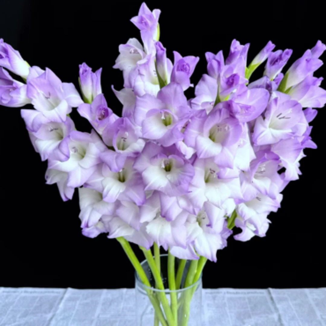 云南鲜花直发【剑兰】水养花 多色可选10枝 节节高升 长寿 福禄忠贞