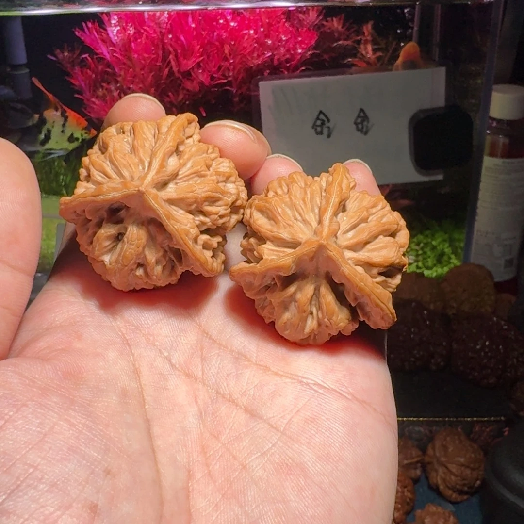 核桃把件085龙纹正奔，尺寸42