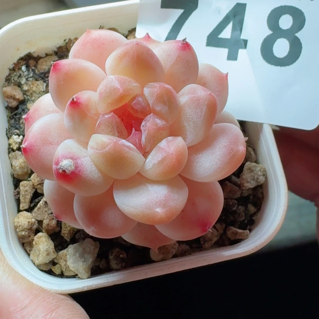 小***牙冰魄黄桃      愿你一路坦途，乘风破浪展宏图