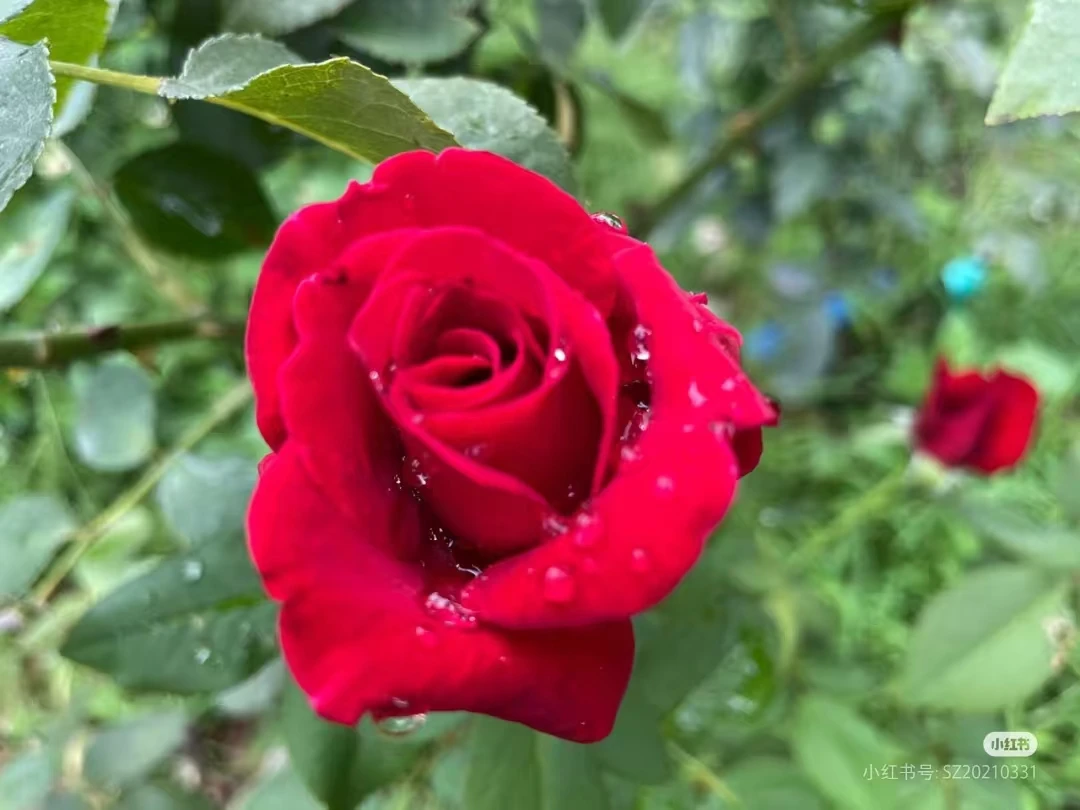 【梅郎口红】两年苗国月大花浓香阳台庭院盆栽地栽花卉好养好活