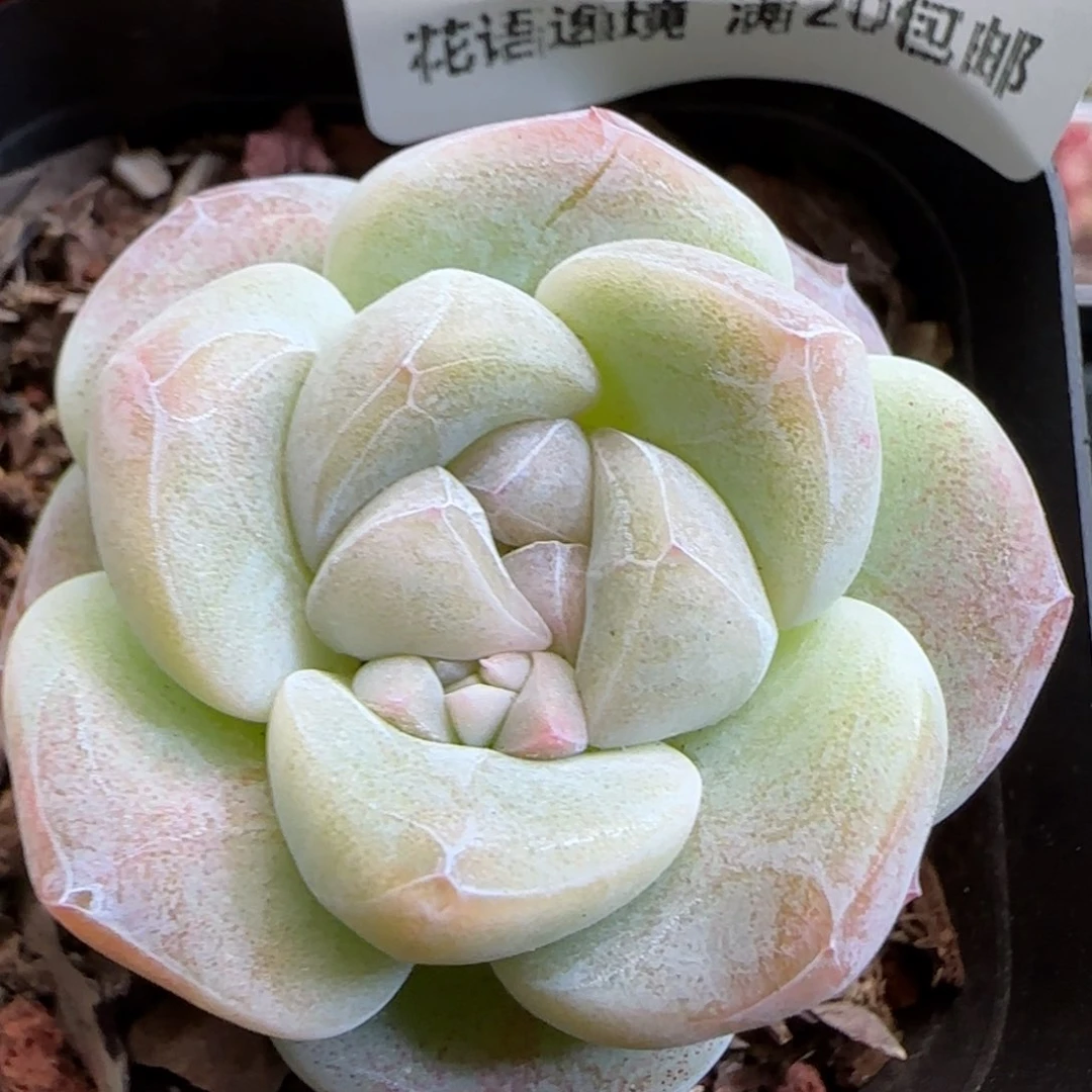 花语逸镜0125-513
